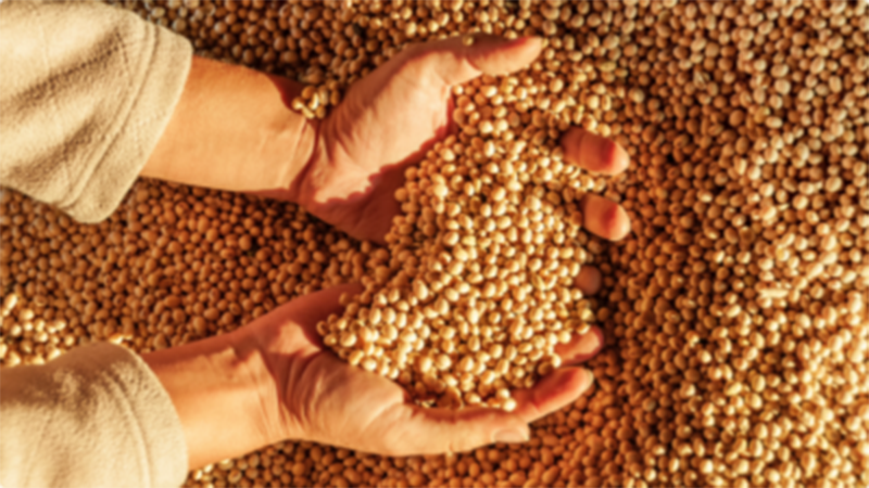Conheça os 3 erros mais comuns na escolha da semente de soja