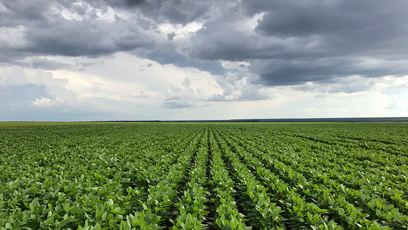 Clima X soja: o que você precisa saber sobre essa relação