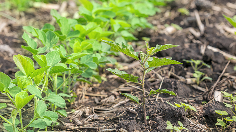 Técnicas e recomendações para combater as plantas daninhas da soja