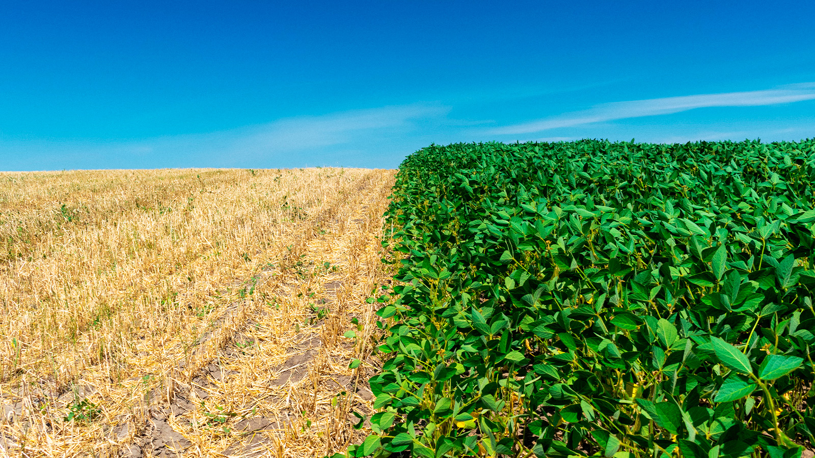 Estratificação: o 1º passo para a escolha de cultivares de soja